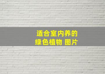 适合室内养的绿色植物 图片